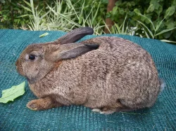 Králíci na chov i výkrm